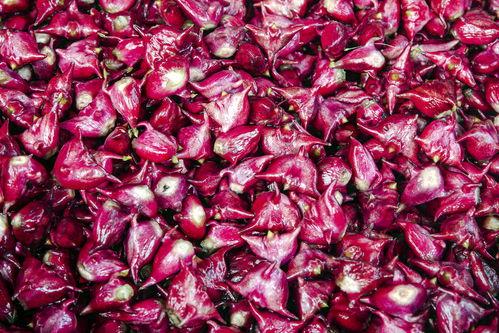 红菱图片,探寻自然之美