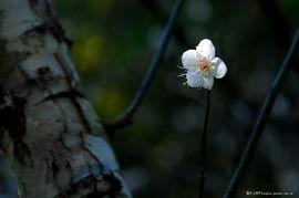暗香花图片,探寻花影中的诗意世界